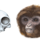 Illustration for article titled This Extinct Species is Changing What We Know About Early Ape Evolution